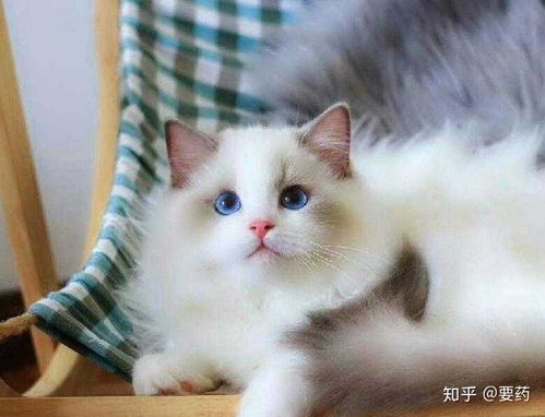 猫布偶宠物猫怎么养