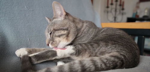 宠物猫挠没破皮怎么办啊
