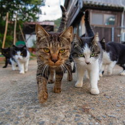 宠物猫怎么形容