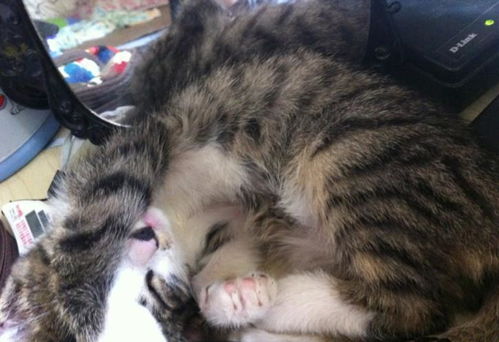 宠物猫怎么养会咬人