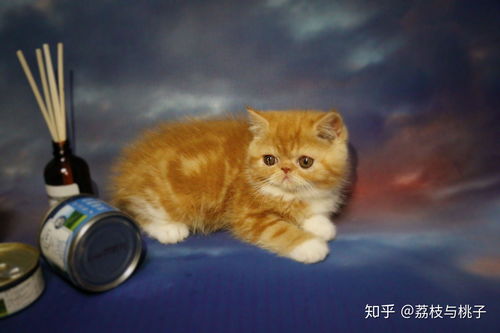 加菲猫要多少钱一只