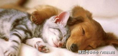 欺负小的宠物狗怎么办