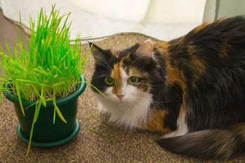 猫一次吃多少猫草