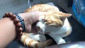 怎么把宠物猫带进宿舍