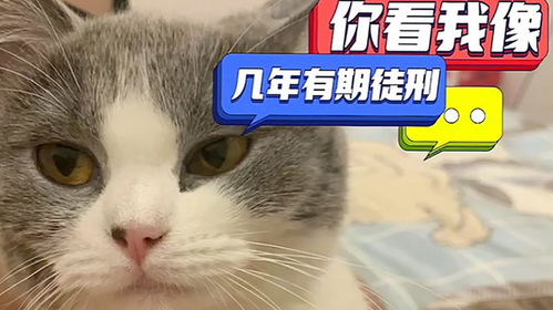 宠物猫被盗怎么办