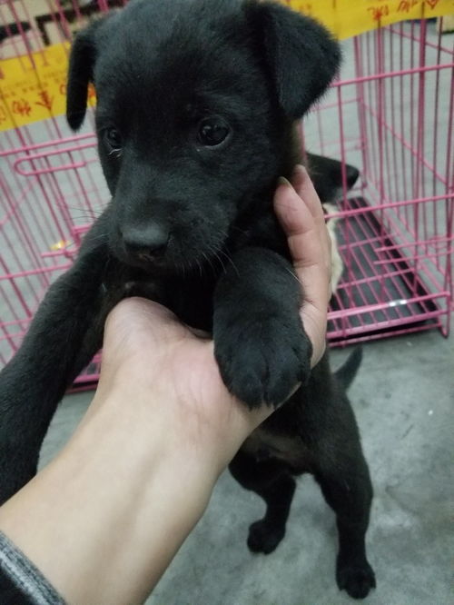 宠物狗怎么托运去外地上门接宠