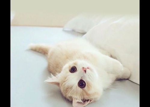 怎么样才能留住宠物猫呢