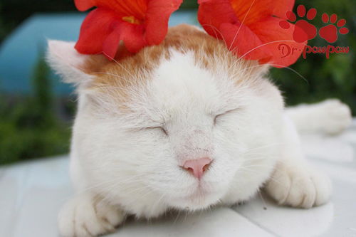 宠物猫得狂犬病怎么办啊