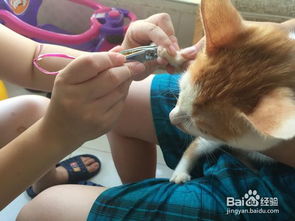 怎么给宠物猫剪爪子