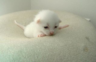 新生婴儿宠物猫怎么养