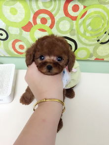 怎么挑选一只纯种宠物狗