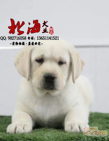 纯种拉布拉多幼犬多少钱一只