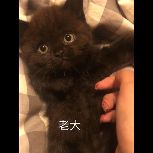 宠物猫贩子怎么举报