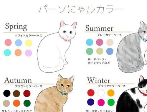 宠物猫项圈怎么系
