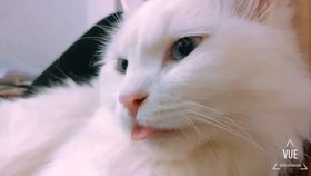宠物狗碰见了猫怎么办呢