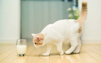 宠物猫怎么喝奶粉的