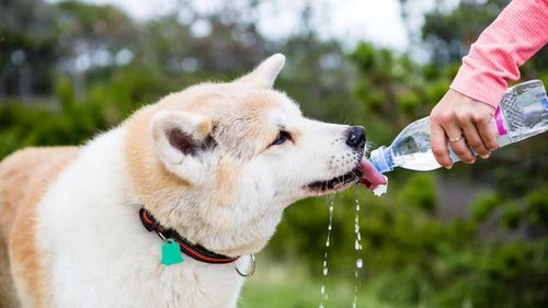 狗狗需要喝多少水