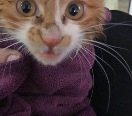 宠物猫怎么收留