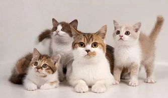 宠物猫怎么推广