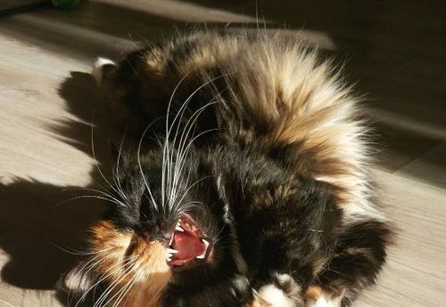 宠物猫双脸猫怎么养