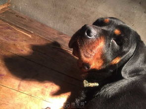 想养宠物狗怎么加群聊呢