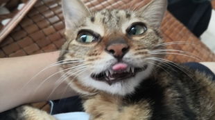 宠物猫怎么上楼梯