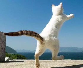 宠物猫背带怎么背