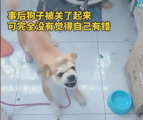 被自家宠物狗撕咬怎么办
