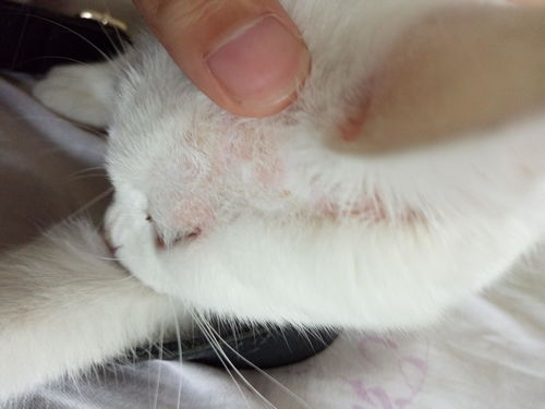 给猫打消炎针多少钱