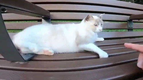 宠物猫怎么抱走