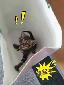 宠物猫怎么时候打针啊