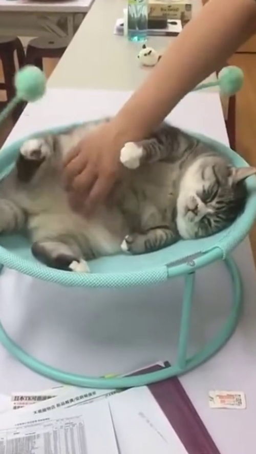 怎么快速养成宠物猫