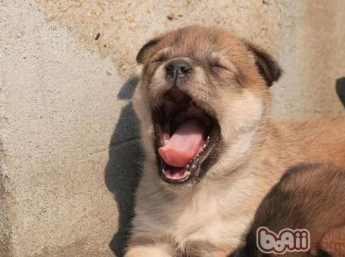 宠物狗给大狗咬了怎么办