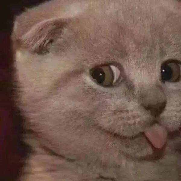 宠物猫拍头像怎么拍