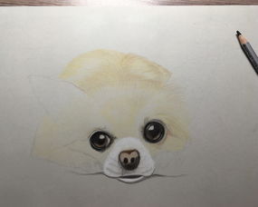 彩铅画可爱宠物狗怎么画