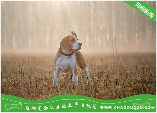 宠物狗拉肚子怎么回事儿