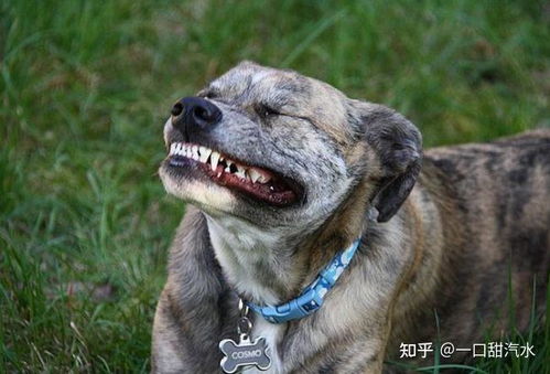 小宠物狗口臭怎么回事啊