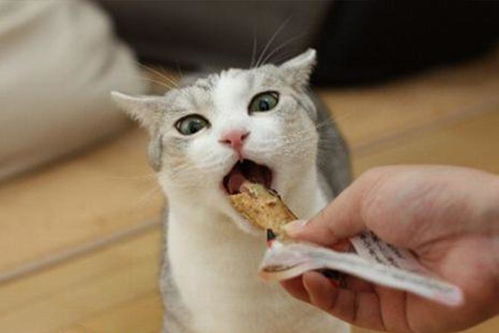 宠物猫不吃怎么回事儿呀
