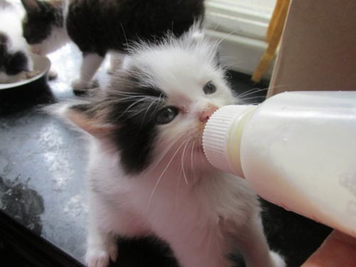 买一只小猫怎么选宠物狗
