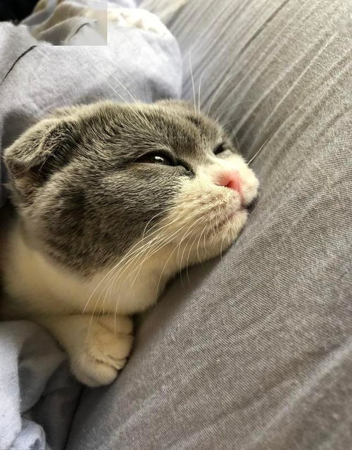 怎么样挑宠物猫毛最好呢