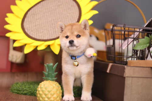 小宠物狗柴犬怎么养好