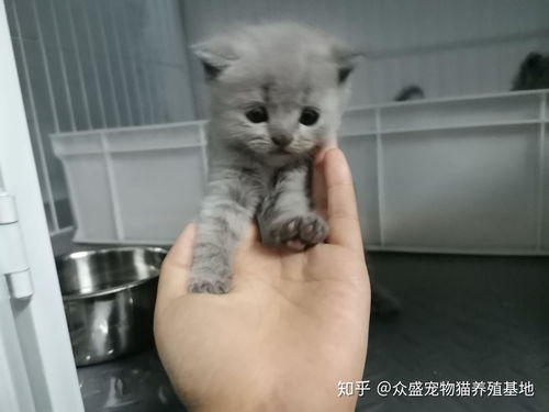 繁殖户宠物猫怎么喂养