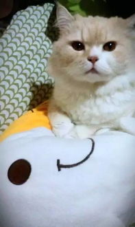 宠物店猫剃毛多少钱