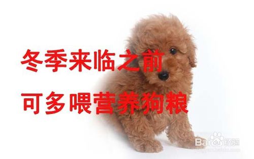 宠物狗冬天的棉衣怎么做