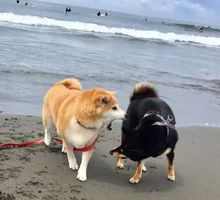 家里的宠物狗很凶怎么办