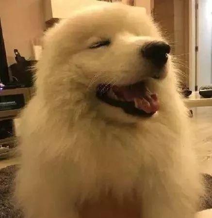 被宠物狗踩到了怎么办