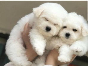 比熊宠物狗湿巾怎么用的