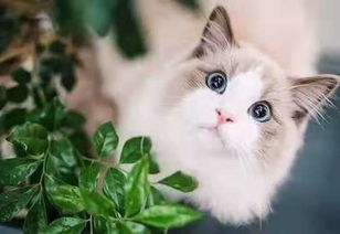 随便画一只宠物猫怎么画