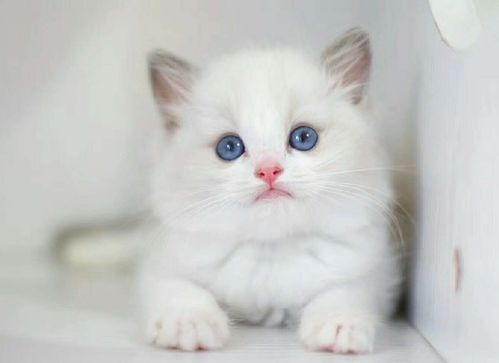 怎么给宠物猫换水