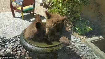 宠物狗跳进水池怎么办啊